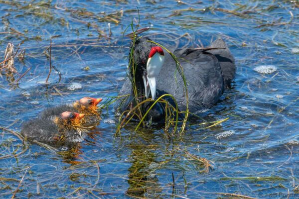 Red-knobbed Coot - South Africa - Langvlei/Rondevlei - 2022