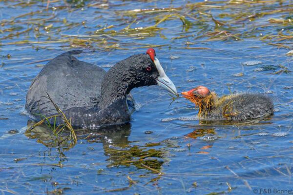 Red-knobbed Coot - South Africa - Langvlei/Rondevlei - 2022