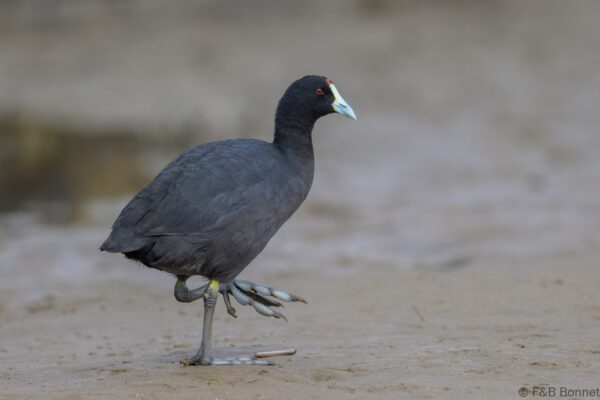 Red-knobbed Coot - South Africa - Velddrif- 2024