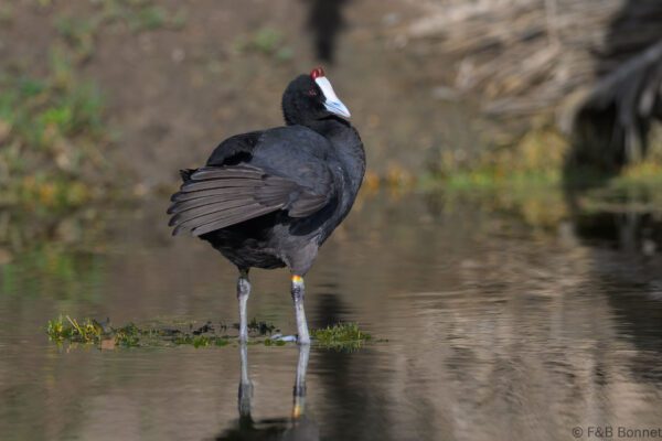 Red-knobbed Coot - South Africa - Cape Town- 2025