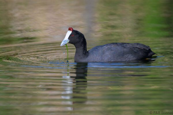 Red-knobbed Coot - South Africa - Cape Town- 2025