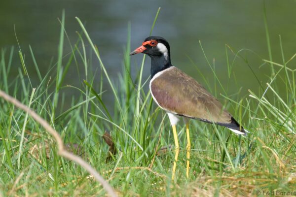 Red-wattled Lapwing - Thailand - Bangkok - 2023