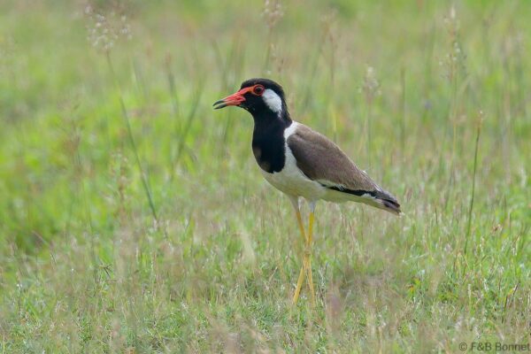 Red-wattled Lapwing - Thailand - Krabi - 2023