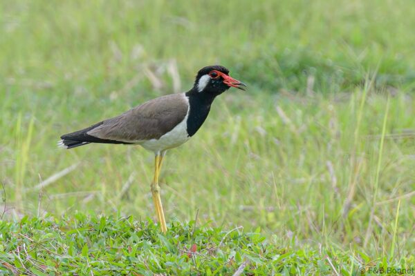 Red-wattled Lapwing - Thailand - Krabi - 2023