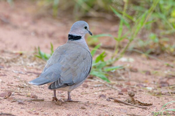 Ring-necked Dove - South Africa - Kruger NP - 2022