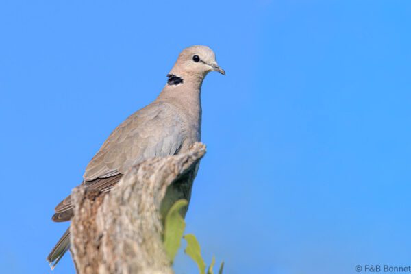 Ring-necked Dove - South Africa - Kruger NP - 2022