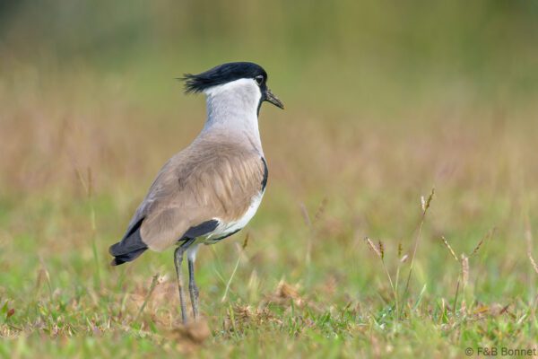 River Lapwing - Thailand - Ban Thung Yai - 2023