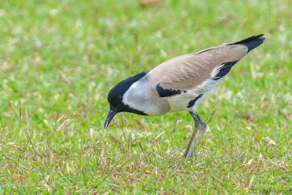 River Lapwing - Thailand - Ban Thung Yai - 2023