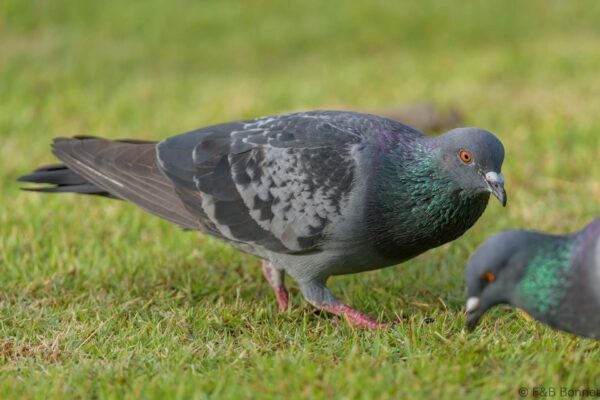 Rock Dove - Thailand - Bangkok - 2023