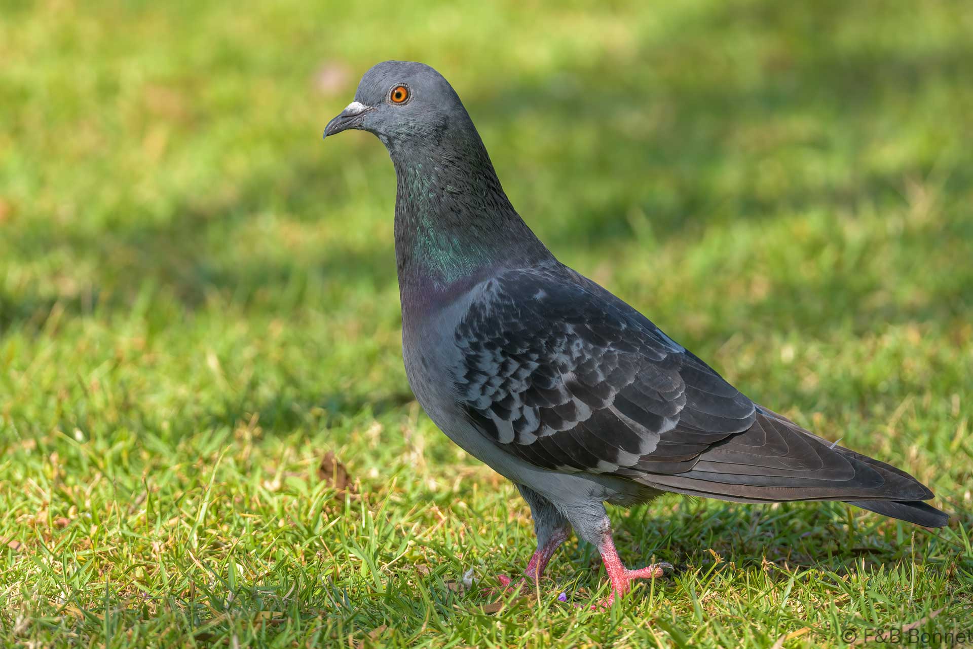 Rock Dove - Thailand - Bangkok - 2023