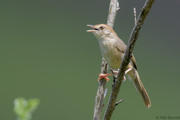 Rock-loving Cisticola - South Africa - Thendele - 2026