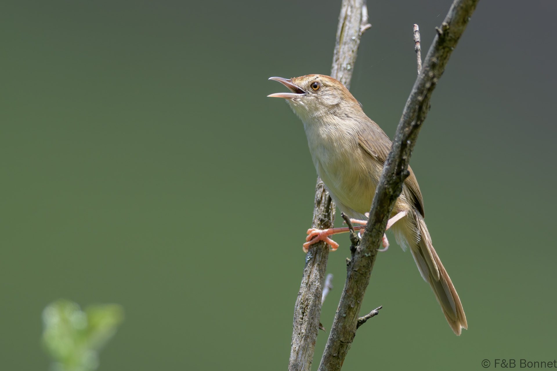 Rock-loving Cisticola - South Africa - Thendele - 2026