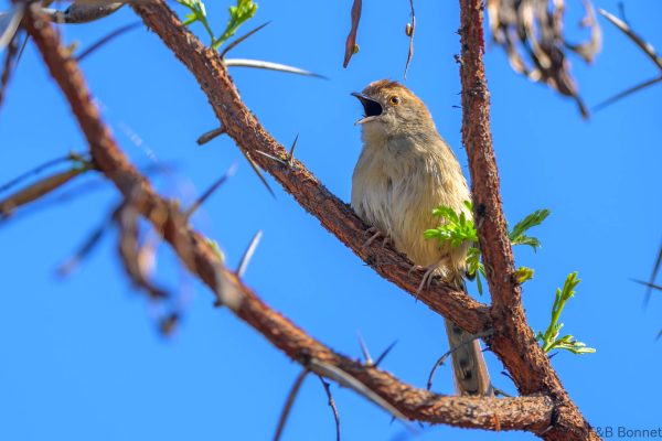 Rock-loving Cisticola - Zimbabwe - Vumba - 2026