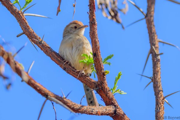 Rock-loving Cisticola - Zimbabwe - Vumba - 2026
