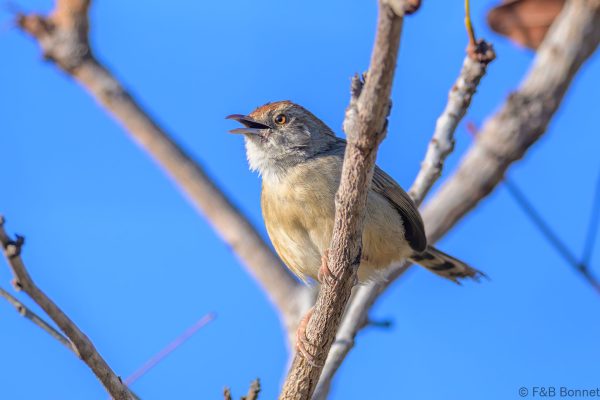 Rock-loving Cisticola - Zimbabwe - Vumba - 2026
