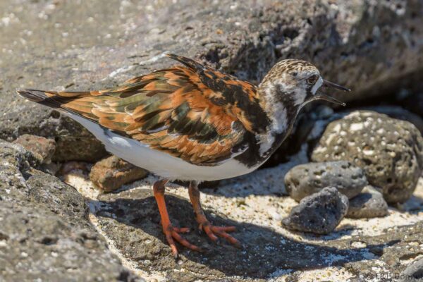 Vuelvepiedras común - Ecuador - Galápagos - 2023