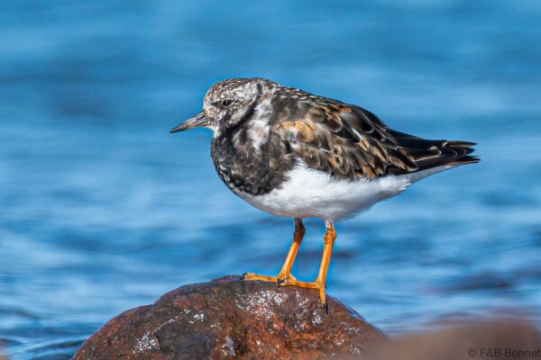 Tournepierre à collier - France - Bretagne - 2021