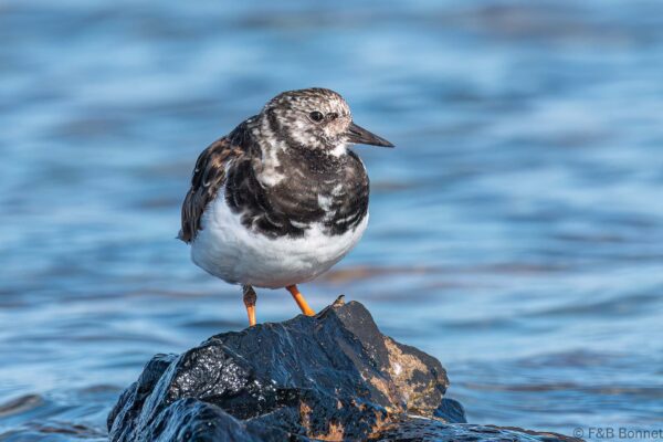 Tournepierre à collier - France - Bretagne - 2021
