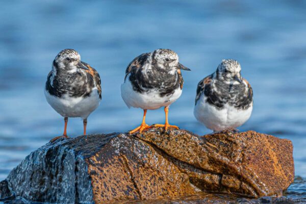Tournepierre à collier - France - Bretagne - 2021