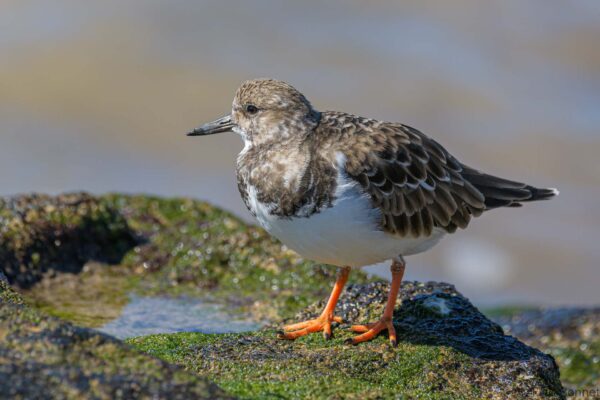 Vuelvepiedras común - España - Gran Canaria 2021