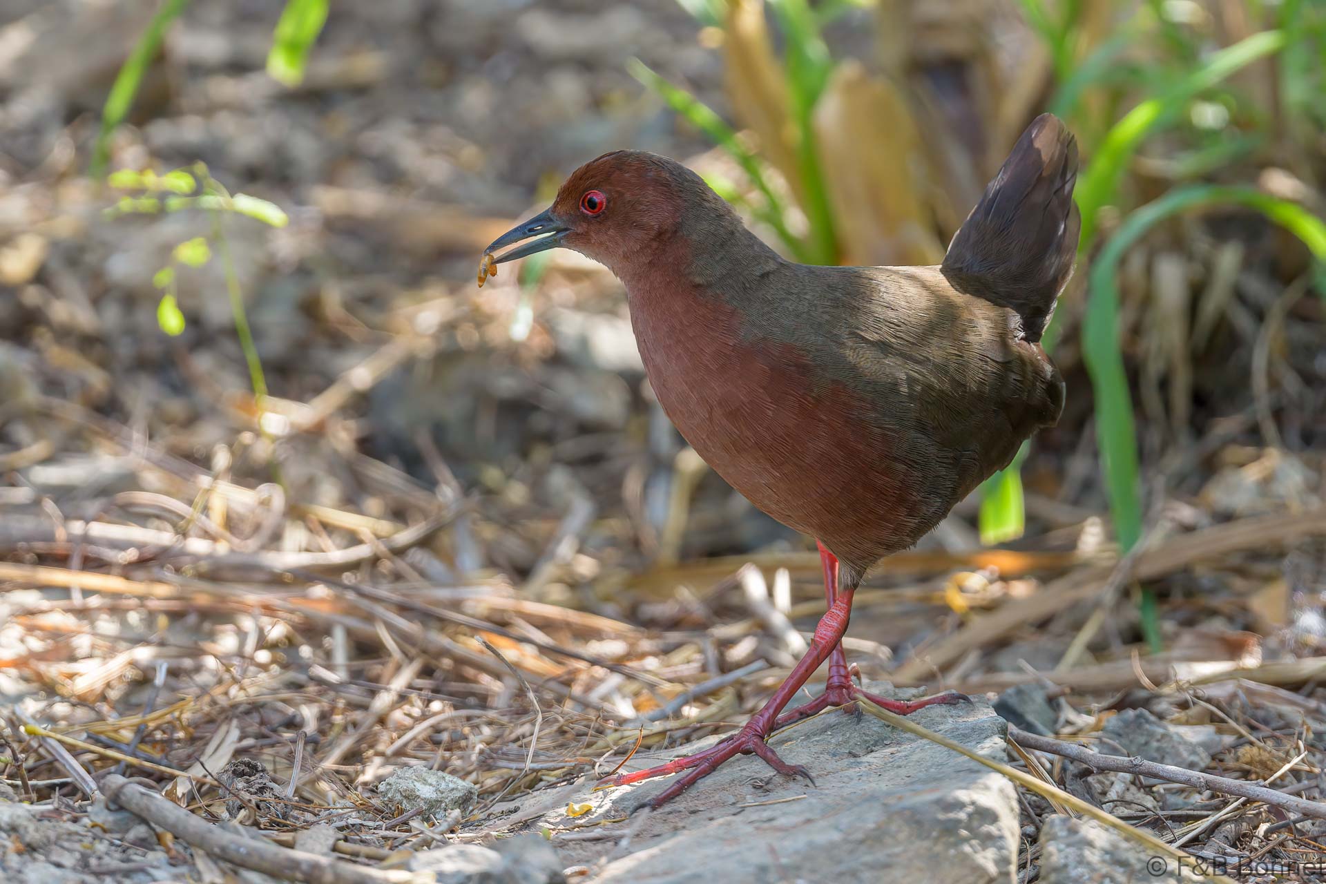 Ruddy-breasted Crake - Thailand - Kaeng Krachan - 2023