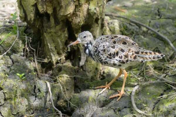 Combattant varié - France - Pays de la Loire - 2024