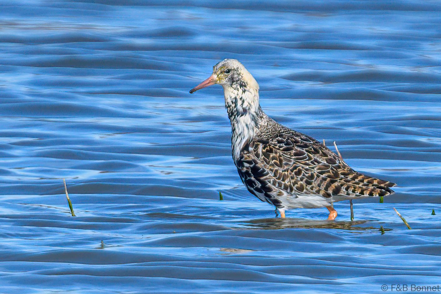 Combatiente - Spain - Andalucía - 2023