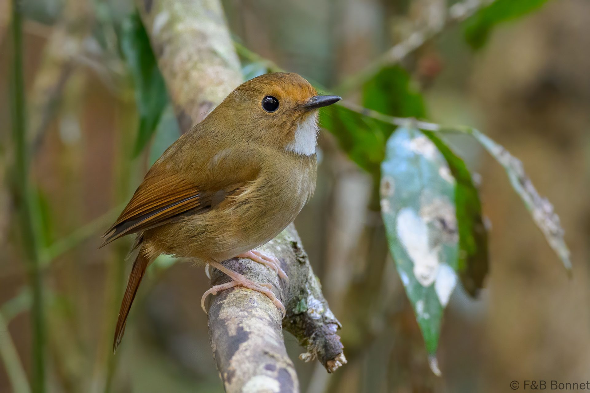 Rufous-browed Flycatcher - Vietnam - Da Lat - 2026