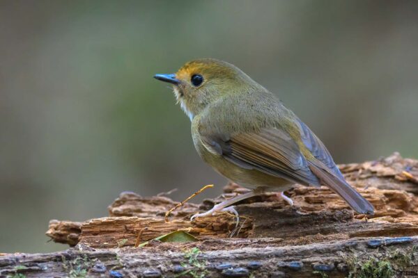 Rufous-browed Flycatcher - Vietnam - Da Lat - 2026