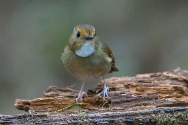 Rufous-browed Flycatcher - Vietnam - Da Lat - 2026