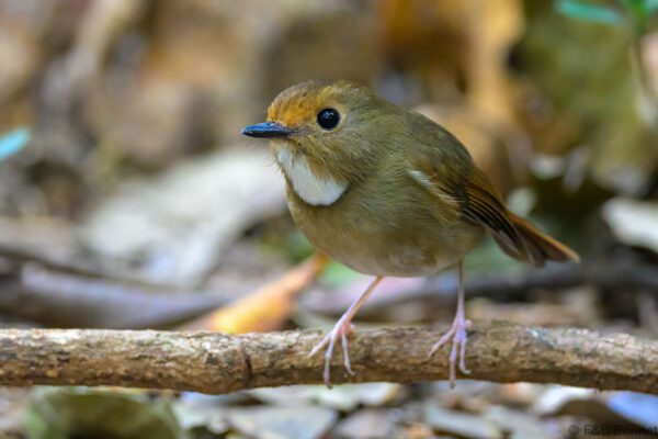 Rufous-browed Flycatcher - Vietnam - Da Lat - 2026