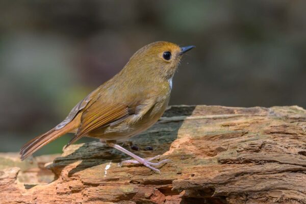 Rufous-browed Flycatcher - Vietnam - Da Lat - 2026