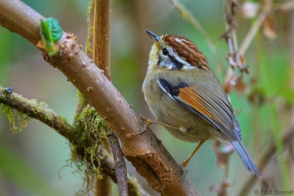 Rufous-winged Fulvetta - Thailand - Doi Inthanon - 2026