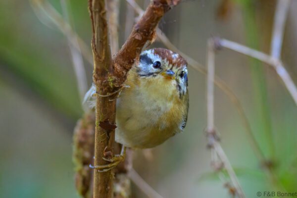 Rufous-winged Fulvetta - Thailand - Doi Inthanon - 2026