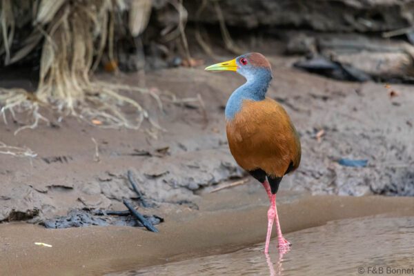 Cotara ventriblanca - Costa Rica - Caño negro - 2021