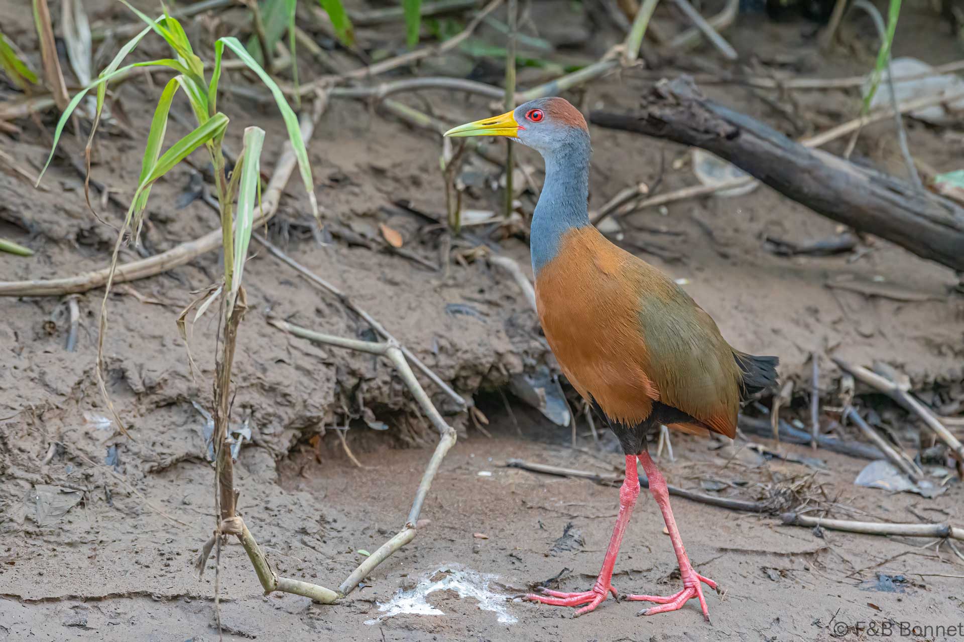 Cotara ventriblanca - Costa Rica - Caño negro - 2021