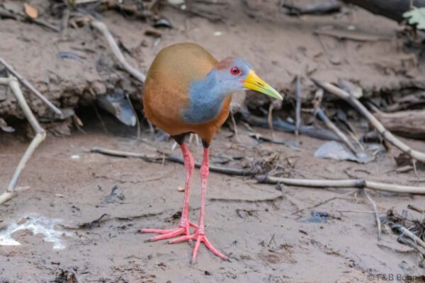 Cotara ventriblanca - Costa Rica - Caño negro - 2021