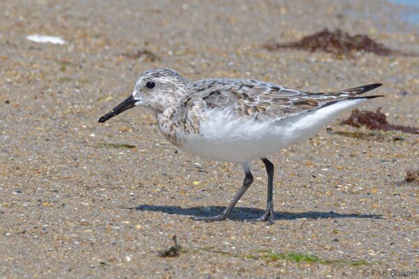 Bécasseau sanderling - France - Bretagne - 2021