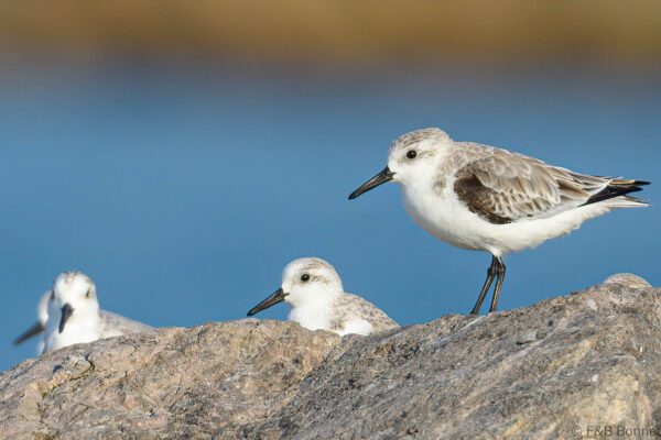 Sanderling - Thailand - Pak Thale - 2023