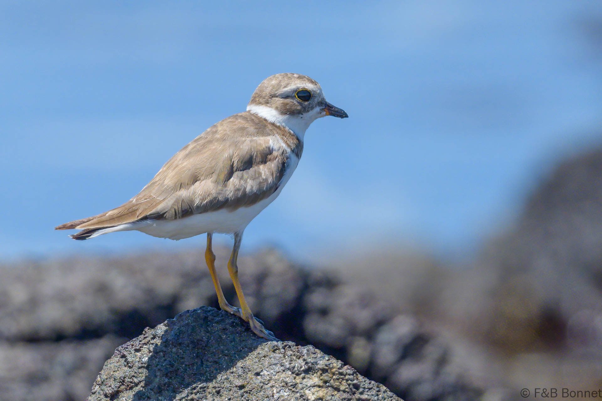 Chorlitejo semipalmeado - Ecuador - Galápagos - 2023