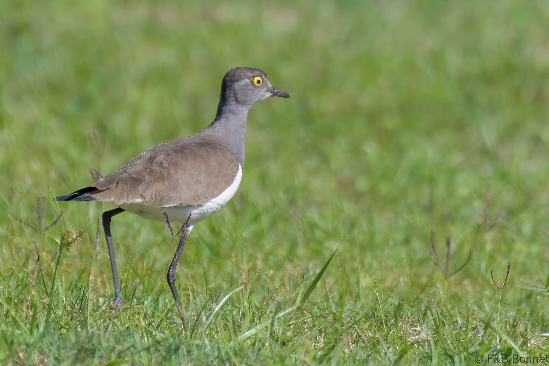 Senegal Lapwing - South Africa - iSimangaliso - 2022