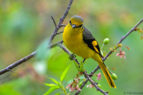 Short-billed Minivet - Vietnam - Da Lat - 2026