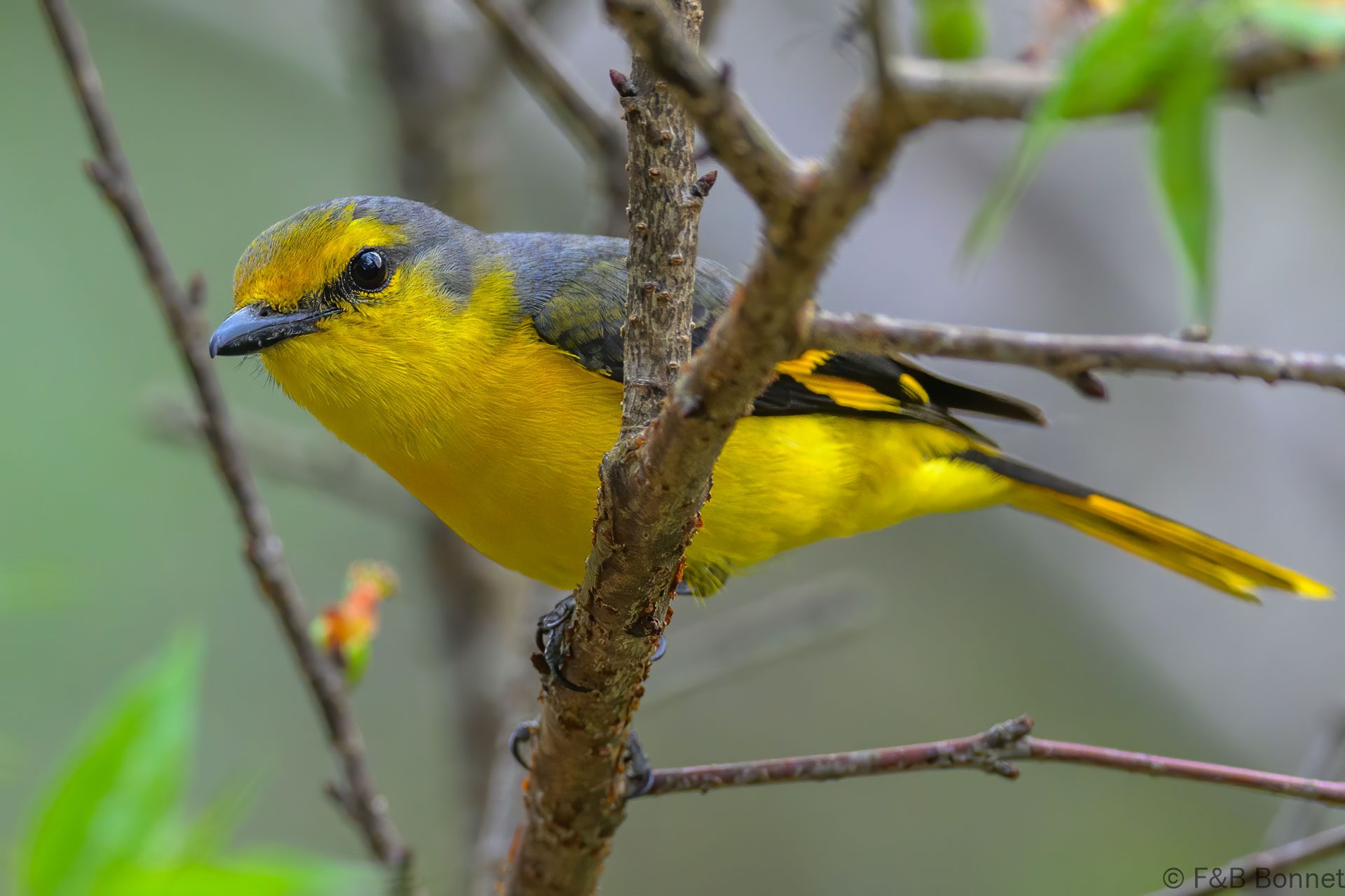 Short-billed Minivet - Vietnam - Da Lat - 2026