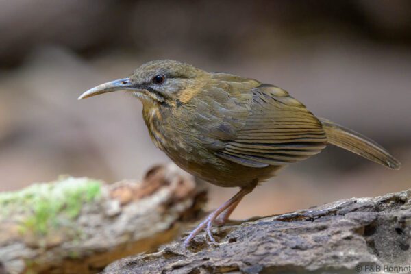 Short-tailed Scimitar-Babbler - Vietnam - Da Lat - 2026