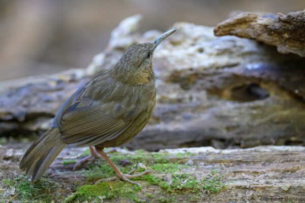 Short-tailed Scimitar-Babbler - Vietnam - Da Lat - 2026