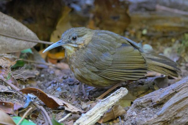 Short-tailed Scimitar-Babbler - Vietnam - Da Lat - 2026