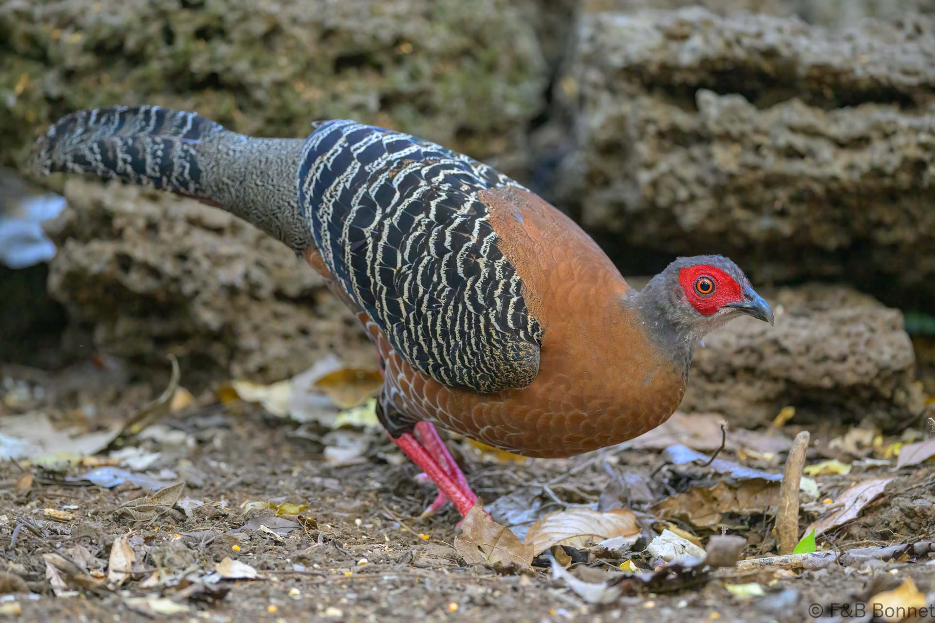 Siamese Fireback ♀ - Vietnam - Cat Tien - 2026