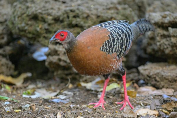 Siamese Fireback ♀ - Vietnam - Cat Tien - 2026