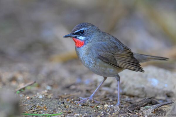 Siberian Rubythroat - Thailand - Chiang Rai - 2026