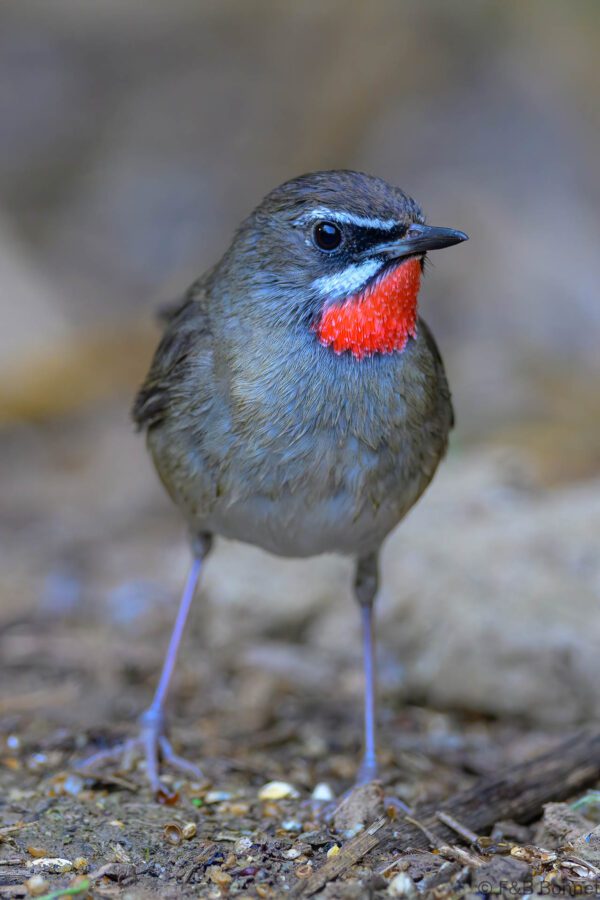 Siberian Rubythroat - Thailand - Chiang Rai - 2026